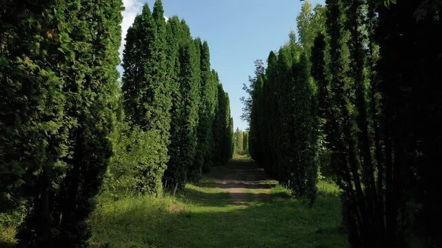 A slow, steady forward movement along a narrow dirt path flanked by two perfectly symmetrical rows of incredibly tall, slender green cypress trees on a bright sunny day.

