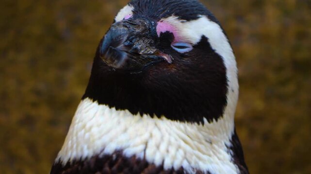 Close up head of a jackass or Humboldt penguin head in south Africa standing and watching around.