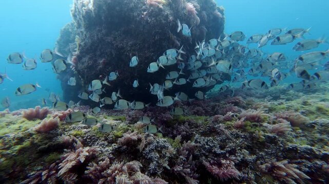 Two banded bream fish shoal in shallow cristal water