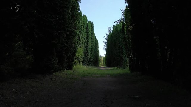 A slow, steady forward movement along a narrow dirt path flanked by two perfectly symmetrical rows of incredibly tall, slender green cypress trees on a bright sunny day.

