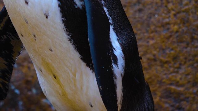 Close up of a jackass or Humboldt penguin standing around in south Africa with a tilt up from the feet.