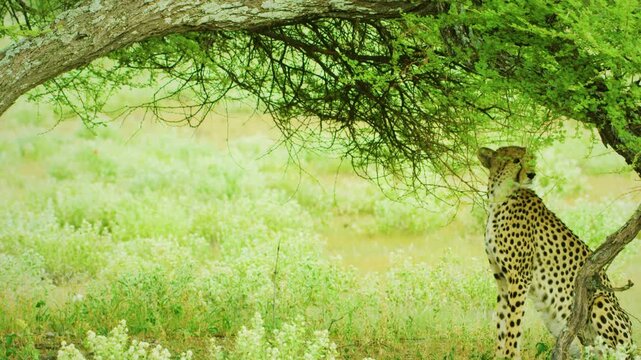Close Up Of Cheetah Looking At Prey.