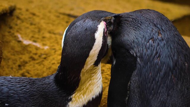 closeup of two jackass or Humboldt south African penguins Spheniscus demersus grooming each others feather.