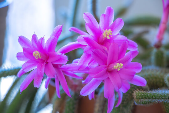Vibrant pink blossoms of a Rat Tail Cactus Aporocactus flagelliformis in full bloom
