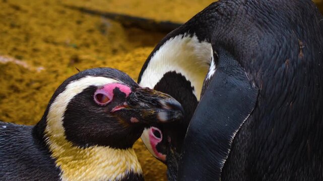 closeup of two jackass or Humboldt south African penguins Spheniscus demersus grooming each others feather.