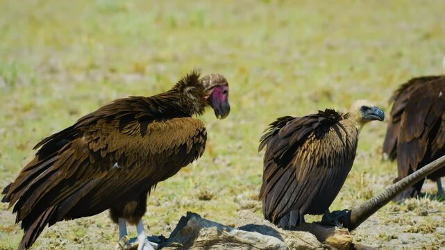 The lappet-faced vulture is a very large species, ranking as the longest and largest winged vulture in its range, behind the closely related cinereous vulture. 