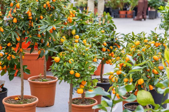 Potted kumquat and calamondin citrus trees for sale at market, Manifattura Tabacchi, Florence
