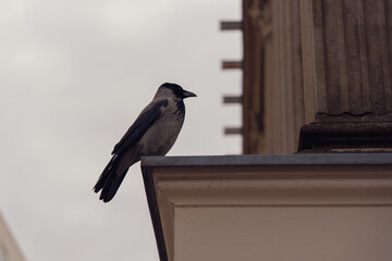 Naklejka premium Crow perched on building ledge against overcast sky. Bird's feathers dark, head slightly tilted. Urban wildlife moment, calm and observant. Perfect for architectural, nature, or cityscape themes