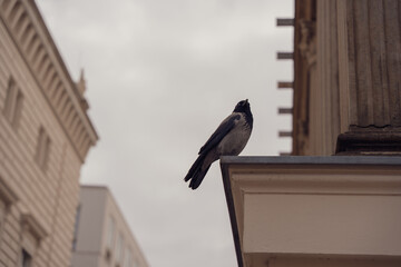 Naklejka premium Jackdaw perches on a building ledge. Urban skyline frames the scene above. Bird's gaze looks upward with alert curiosity. Perfect for cityscape, nature, or wildlife themes. Ideal for editorial, travel