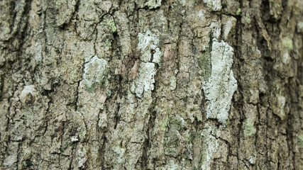 Fototapeta premium Close-up of Natural Tree Bark Texture with Moss and Lichen