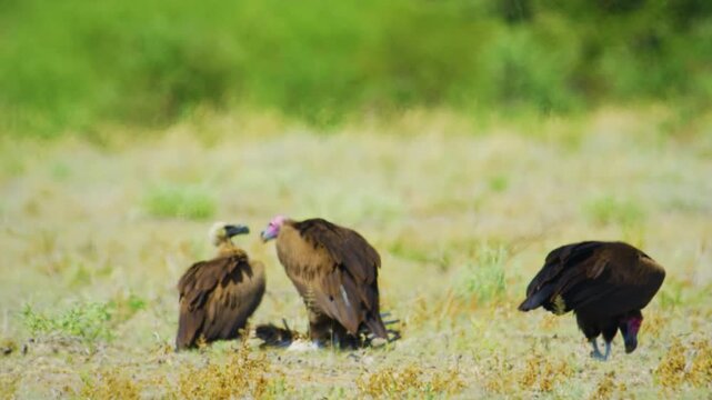 lappet-faced vultures or Nubian vultures (Torgos tracheliotos ) eating a dead antelope in kruger national park, africa. 