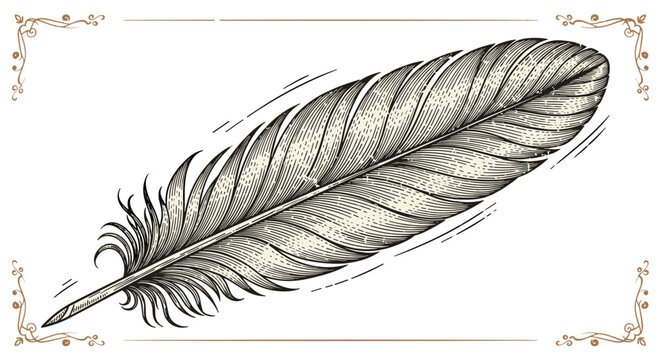 Detailed ink sketch of a single quill feather with intricate details