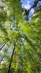 Fototapeta premium Fresh spring forest scene in Switzerland captured from a low perspective looking upward into a canopy of lush green leaves. Sunlight filters through the trees against a clear blue sky.