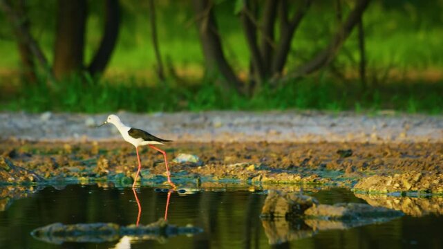 Flock of Black-winged stilt collecting food from the water.