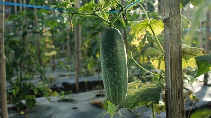 Fresh green cucumber growing on a vine in a rural vegetable farm © aprtshoot