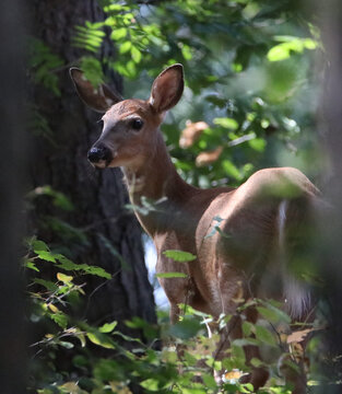 White-tailed Deer standing in forest and looking at viewer