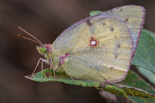 Extreme close-up of colias sulfur butterfly standing on leaf