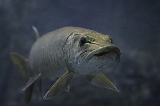 Underwater close-up portrait of Muskellunge pike fish