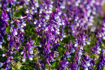 Close up of purple hairy vetch flowers in sunny field in nature © Esin Deniz
