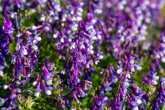 Close up of purple hairy vetch flowers in sunny field in nature