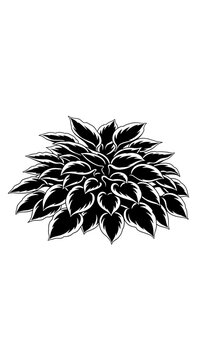 Black and White Vector Illustration of a Lush Hosta Plant