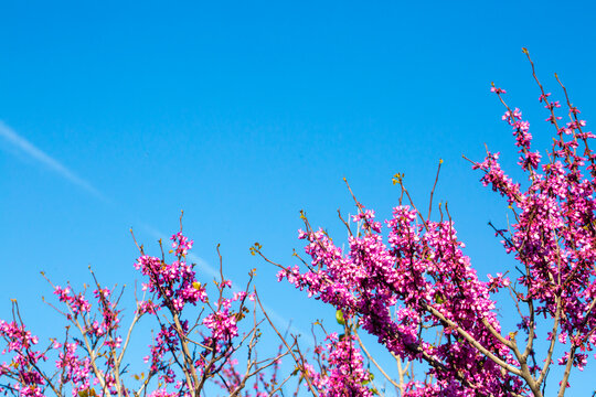Close up of pink Judas tree flowers Cercis siliquastrum blooming in spring under blue sky