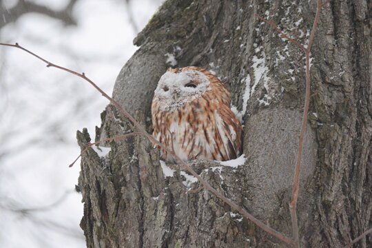 great horned owl
