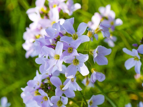 Racemes of cuckoo flowers (Cardamine pratensis) adorned with violet-pink and pale-pink petals and stamens blooming in early-spring 
