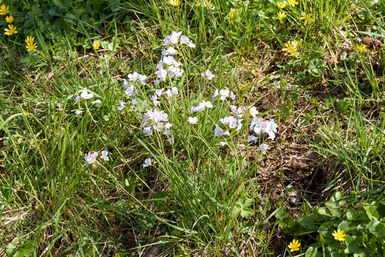 Spring flowering of lady's smock or cukoo flowers (Cardamine pratensis) with clusters of purple-pink flowers in spikes amidst a green meadow
