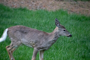 Fototapeta premium deer in the woods