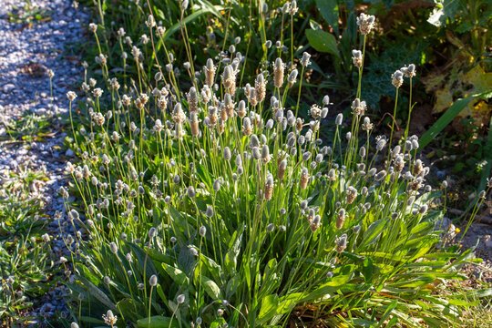 Close up of ribwort plantain Plantago lanceolata flowering in field in nature