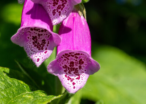 Close up of two pink sunlit foxglove flowers showing the purple markings and hairs inside. (Digitalis purpurea)