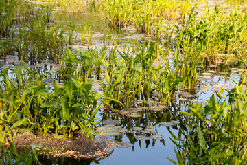 Obraz premium grass in the pond