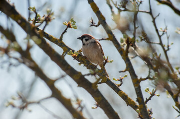 Fototapeta premium A field sparrow (Passer montanus) sitting on a flowering tree branch