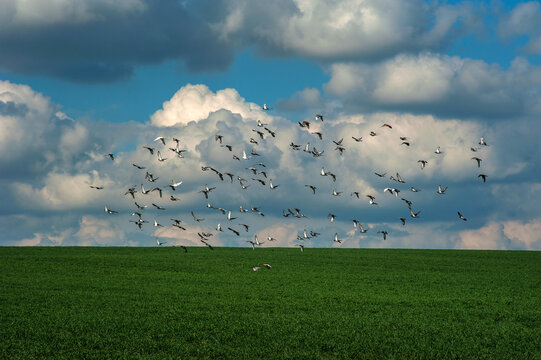 A flock of pigeons flying over a green field