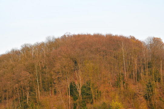 Dense forest canopy with bare trees in warm autumn colors against a pale sky