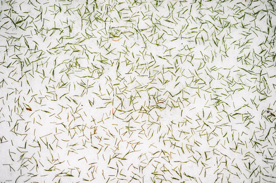 fresh pine needles cover snow along a trail in winter