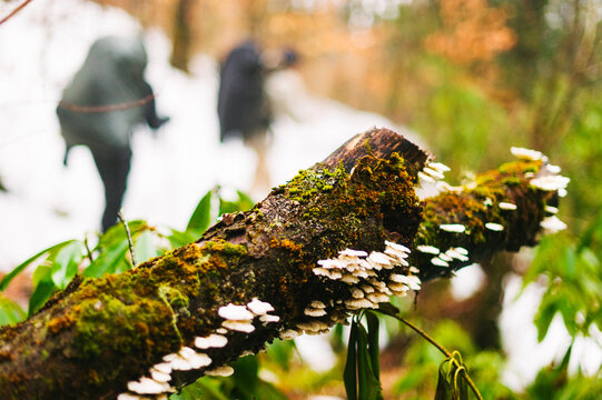 A group of teenage hikers pass a lichen- and fungus-covered stump while backpacking in winter