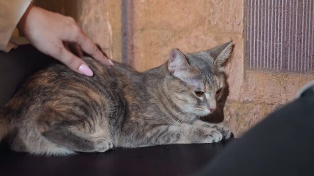 Mom and son approach cautious tabby cat, living room setting, gentle hand reaching toward curled cat, wary amber eyes, textured carpet background, quiet tentative interaction, soft warm lighting