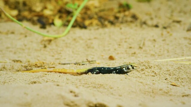 Close up of Heliobolus lugubris, also known commonly as the Angolan bushveld lizard finding food in savannah of Botswana, South Africa. 
