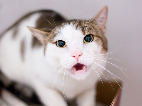 An angry shorthair cat growling