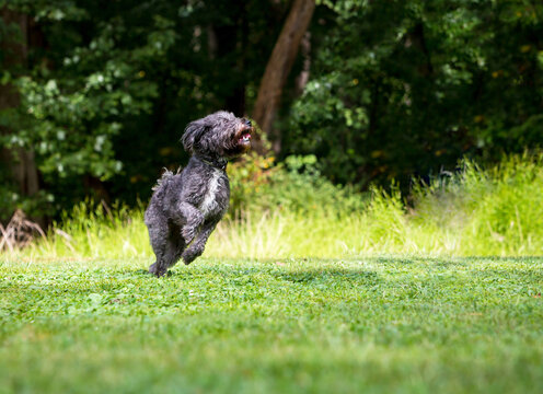 A happy Retriever x Poodle mixed breed dog running outdoors