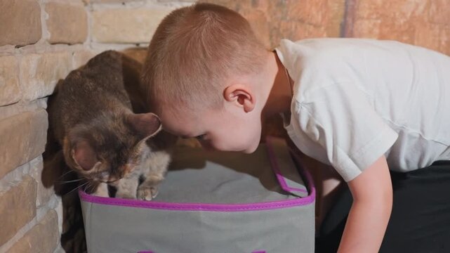 Young boy with tabby cat leaning toward cat perched on box, gentle head nudge and soft stare, warm brick wall background, playful curiosity and cozy sunlight, intimate home moment
