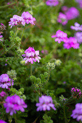 Fototapeta premium Pink scented geranium flowers (Pelargonium graveolens) in the garden, background or wallpaper for your project