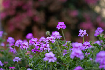 Obraz premium Pink scented geranium flowers (Pelargonium graveolens) in the garden, background or wallpaper for your project