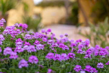 Fototapeta premium Pink scented geranium flowers (Pelargonium graveolens) in the garden, background or wallpaper for your project