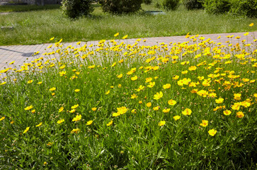 Obraz premium Beauty coreopsis flowers in the summer city park. Yellow large flowered tickseeds or common coreopsis in the garden. Blur background, selective focus. Family name Asteraceae, Scientific name Coreopsis