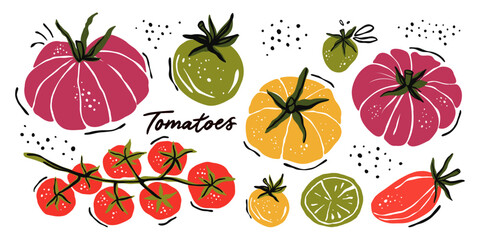 Tomato Illustration Set Hand Drawn Cherry Heirloom Grape Plum Sliced Vegetables Organic Fresh Produce Vector © oksanagrytsyuk