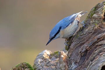 kowalikl (Sitta europaea) © Grzegorz