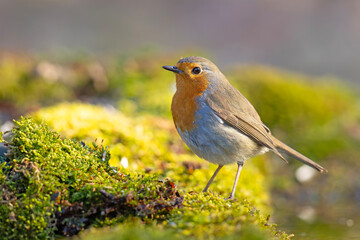 Rudzik (Erithacus rubecula) © Grzegorz